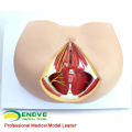 SELL 12462 Life Size Anatomy and Biology Education Female Perineum Model
